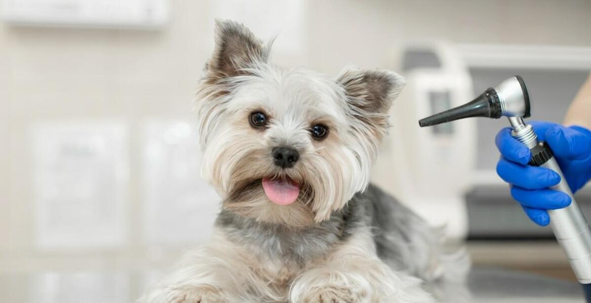 Jak często powinno się przeprowadzać odrobaczanie u zwierząt domowych?