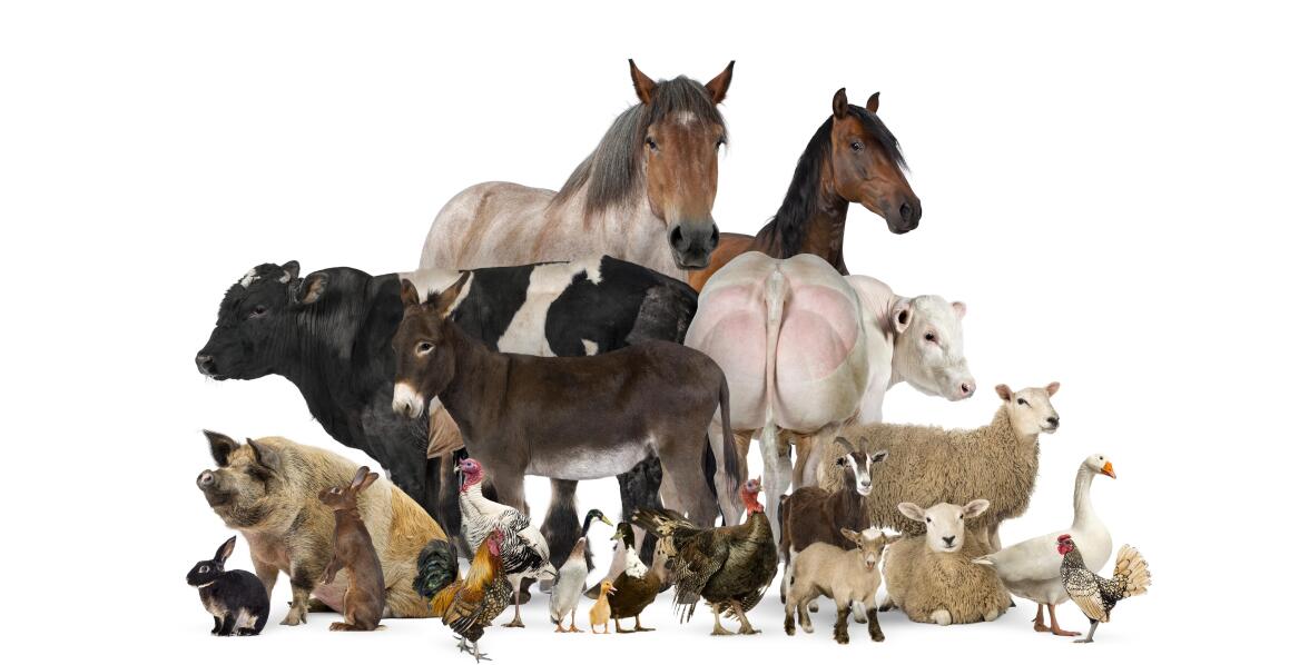 Bezpieczeństwo i humanitarność – na co zwrócić uwagę przy wyborze urz ądzenia do ogłuszania?