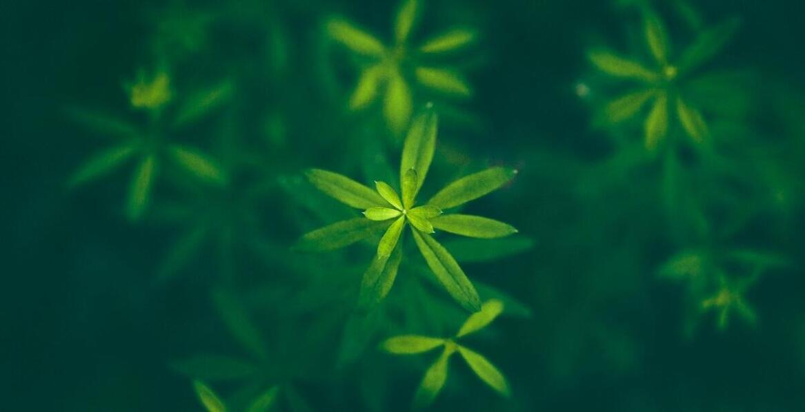 Jak tribulus terrestris może wspierać zdrowie psychiczne i emocjonalne?