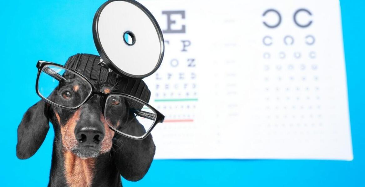 Jak przygotować się do wizyty u weterynarza okulisty z pupilem?