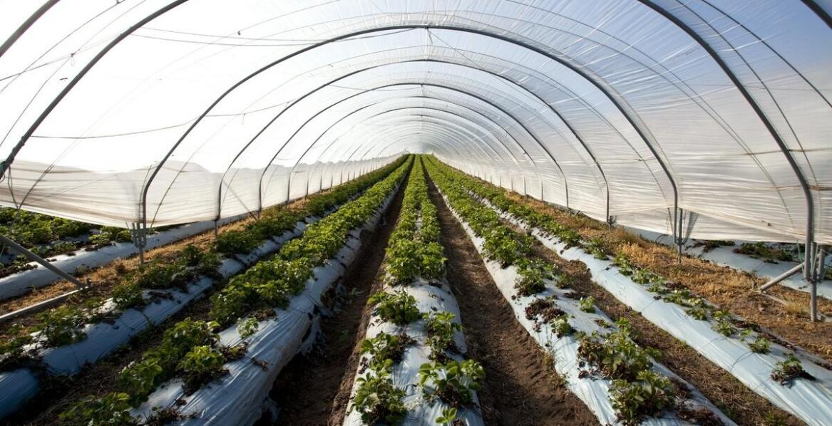 Dlaczego warto dostosować projekty nasadzeń roślin do zmieniających się warunków środowiskowych?