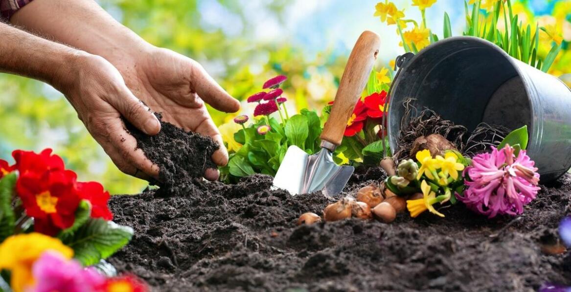 Proces sadzenia roślin – jak zapewnić im najlepsze warunki wzrostu?