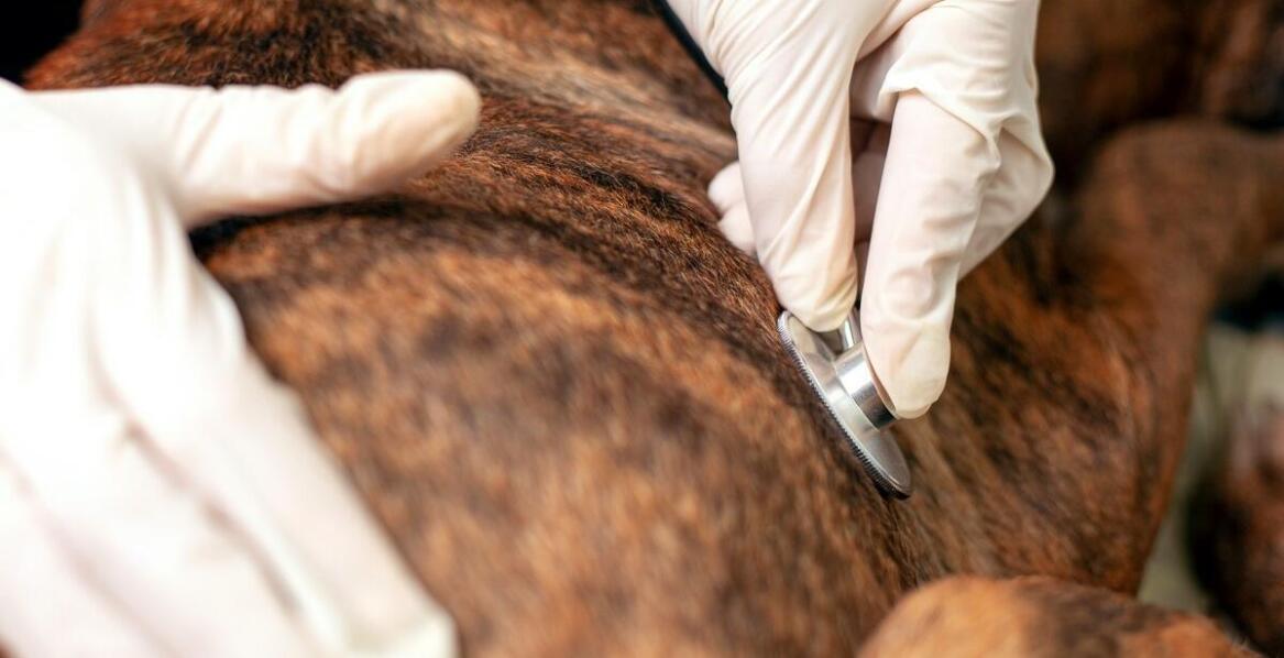 Jakie są zalety łączenia serca wołowego z innymi składnikami?