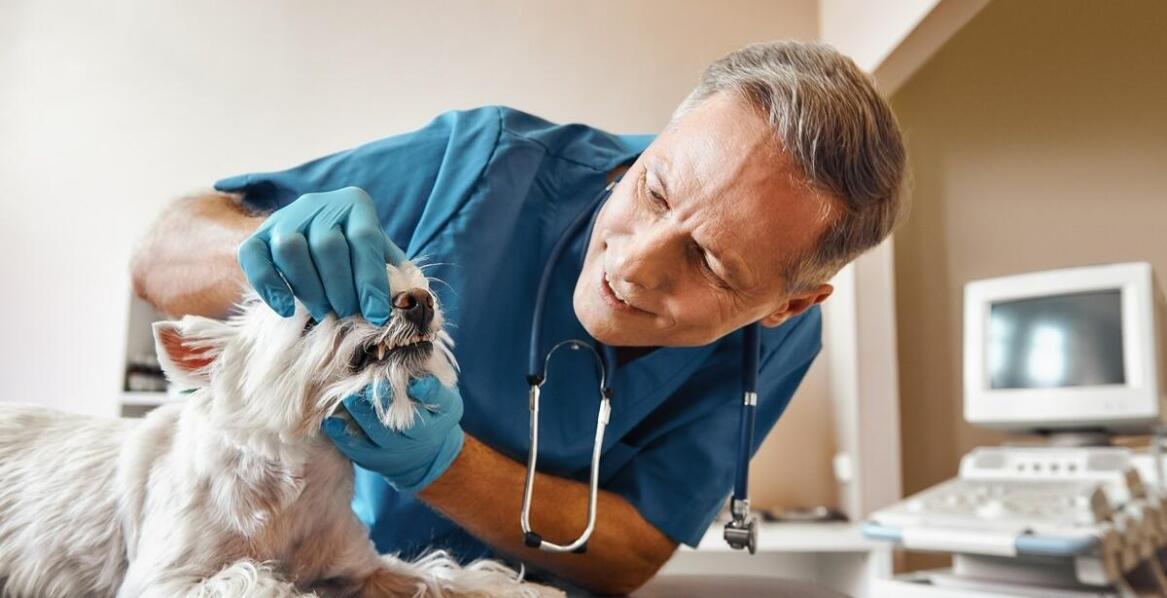 Jakie są korzyści z kompleksowej diagnostyki dla psów i kotów?