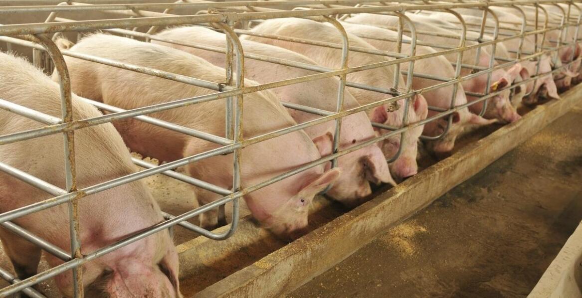 Poganiacze do świń – innowacyjne rozwiązania w hodowli zwierząt