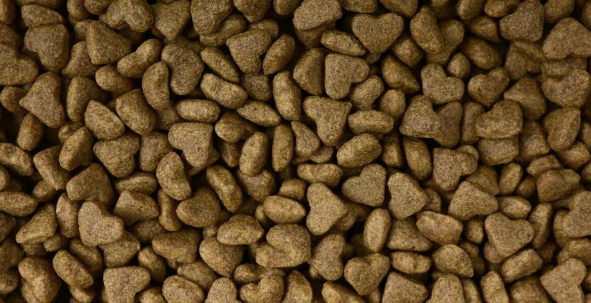 Karmy suche dla psów myśliwskich - co powinny zawierać?