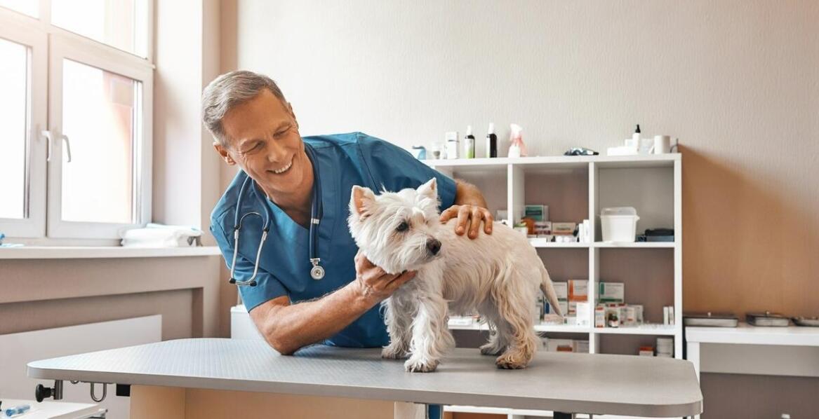 Jakie cechy wyróżniają dobry zakład weterynaryjny?