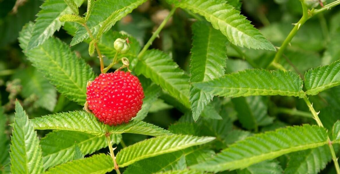 Praktyczne porady dla plantatorów truskawek w zakresie ochrony przed antraknozą