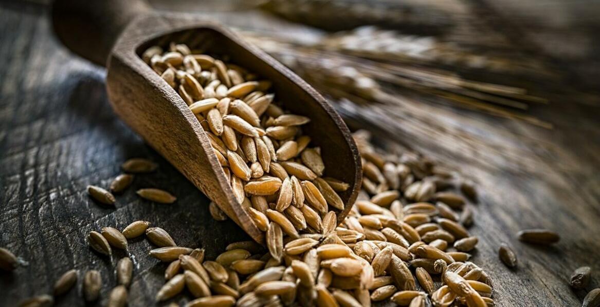 Czym się kierować przy wyborze sklepu z kwalifikowanym materiałem siewnym?