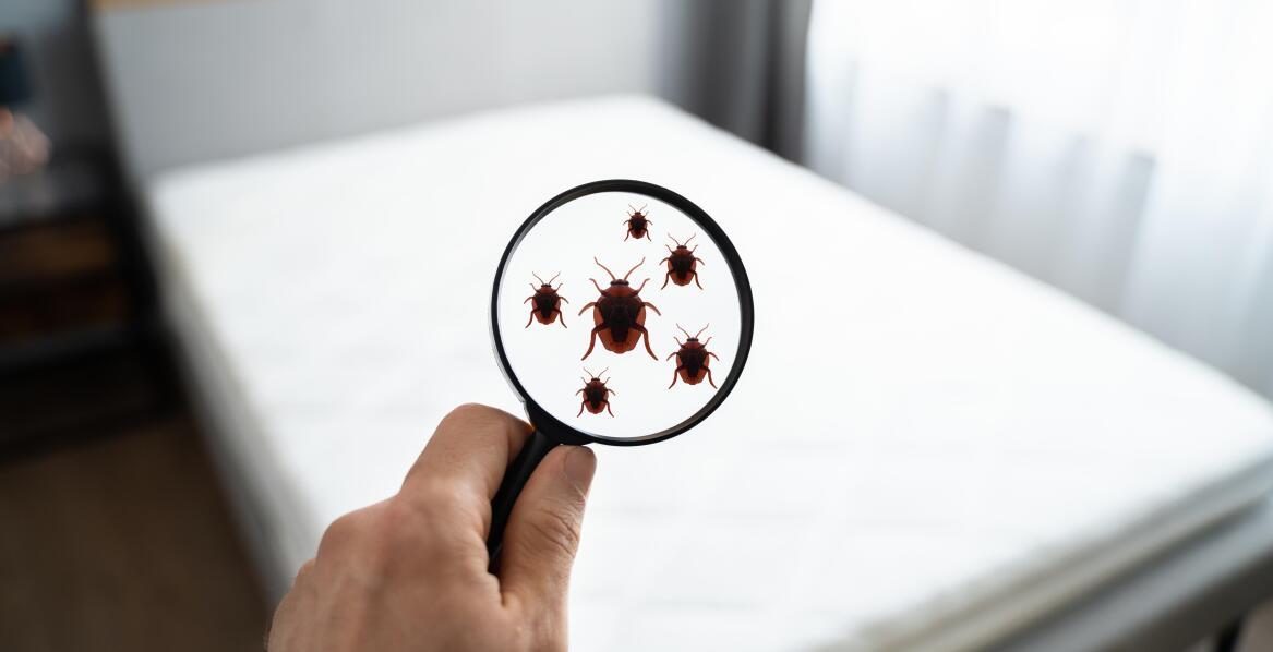 Jakie są korzyści z regularnego monitoringu obecności szkodników w obiektach?