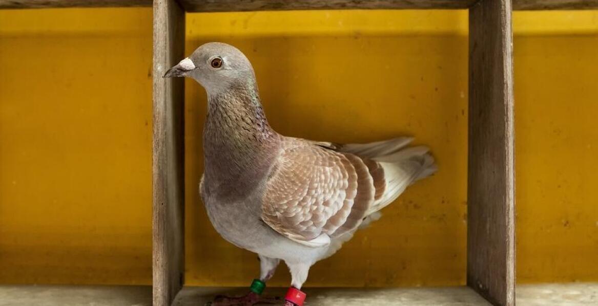 Jak suplementy Pigeon Vitality wpływają na kondycję gołębi sportowych?