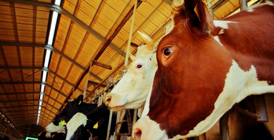 Jak hale namiotowe wspierają hodowlę bydła w zmiennych warunkach atmosferycznych?