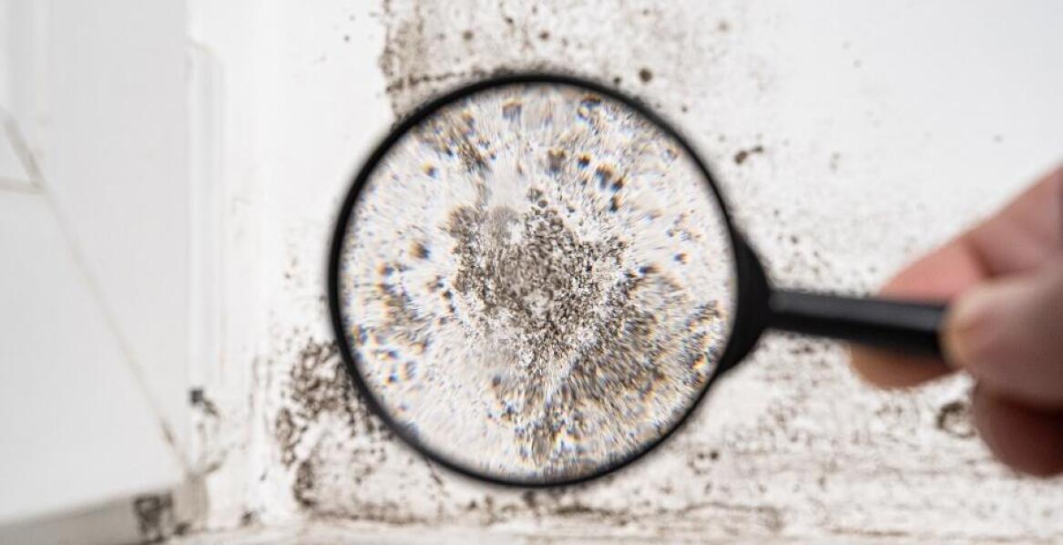 Jakie zagrożenia może wykryć doświadczony mykolog?