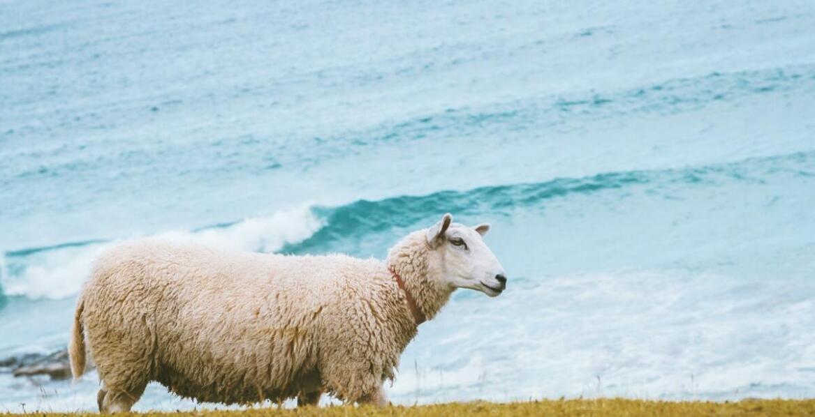 Jakie są unikalne cechy skóry owczej, które wyróżniają ją na rynku?