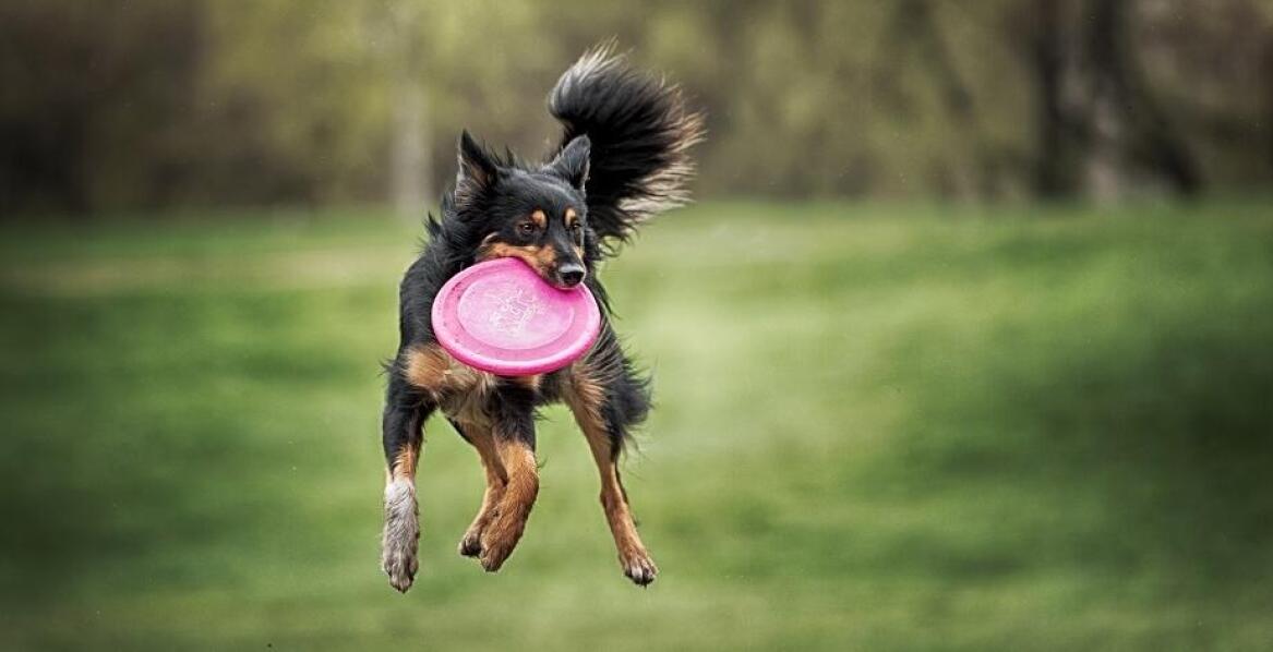 Jakie materiały są najlepsze do produkcji frisbee motywacyjnego?