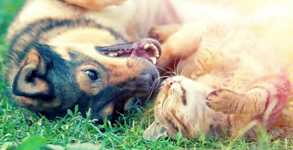 Właściwości olejku CBD dla czworonogów - jak działa na organizm?