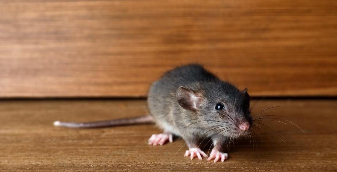 Jakie są korzyści z całodobowego pogotowia DDD dla przedsiębiorstw?