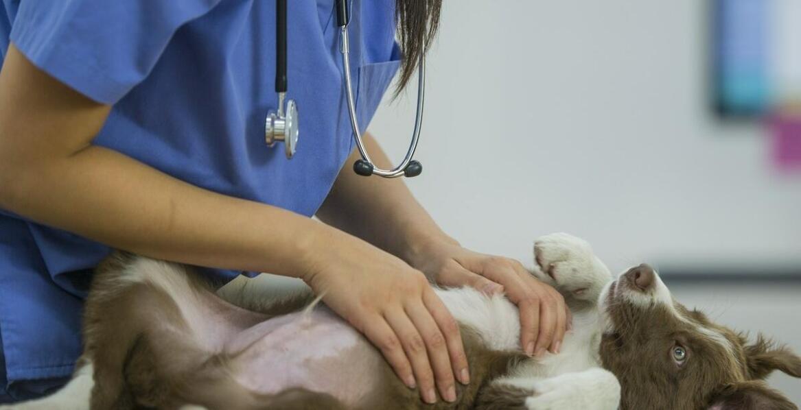 Dlaczego monitoring w hodowli jest istotny dla zdrowia psów?