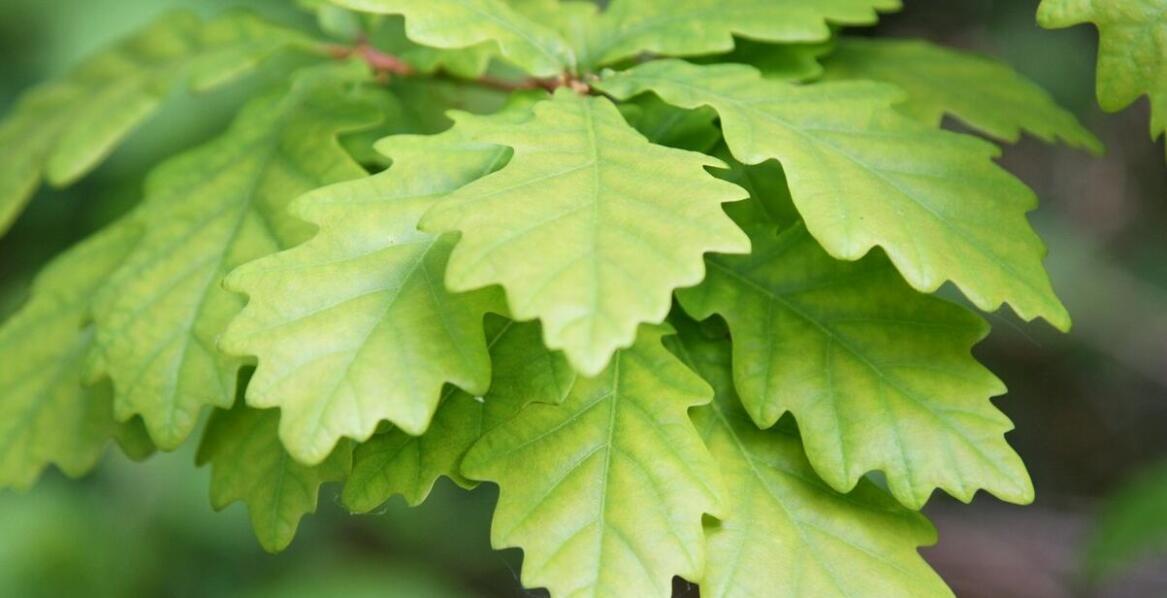 Wariegacja u roślin: jak wpływa na ich wymagania świetlne?