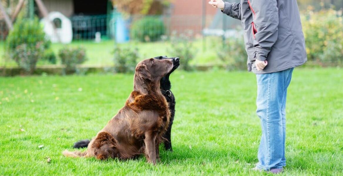 Jak wygląda typowy dzień w hodowli wyżłów włoskich krótkowłosych?
