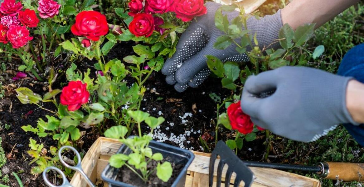 Róże sztamowe na pniu w małych ogródkach – jak je uprawiać?