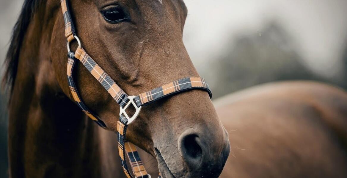 Jakie są długoterminowe korzyści ze stosowania Eggersmann Derma Vital Cubes?