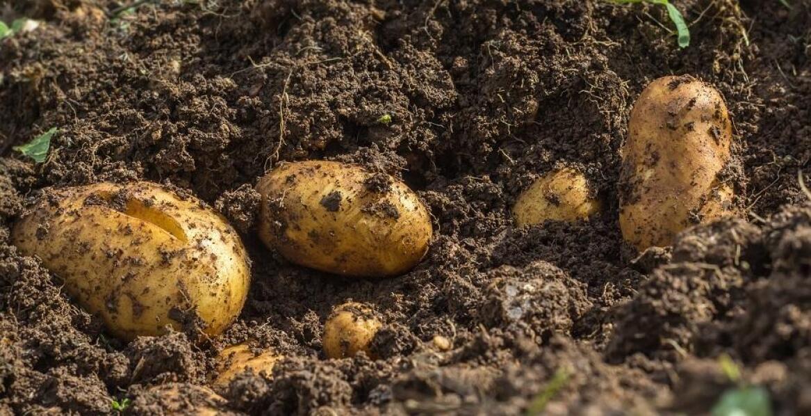 Jakie warunki klimatyczne sprzyjają uprawie ziemniaków sadzeniaków?