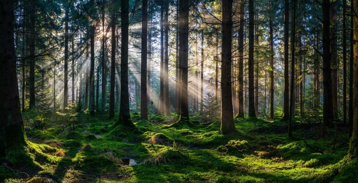Jak zabezpieczyć runo leśne przed szkodliwymi czynnikami zewnętrznymi?