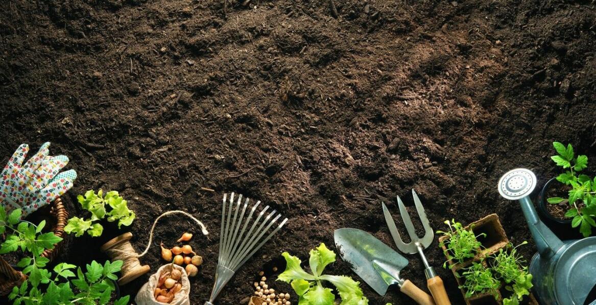 Jakie nawozy naturalne wspierają zdrowy wzrost roślin w ogrodzie?