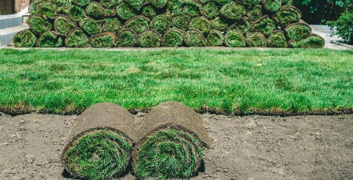 Trawnik z rolki – idealne rozwiązanie dla nowoczesnych ogrodów