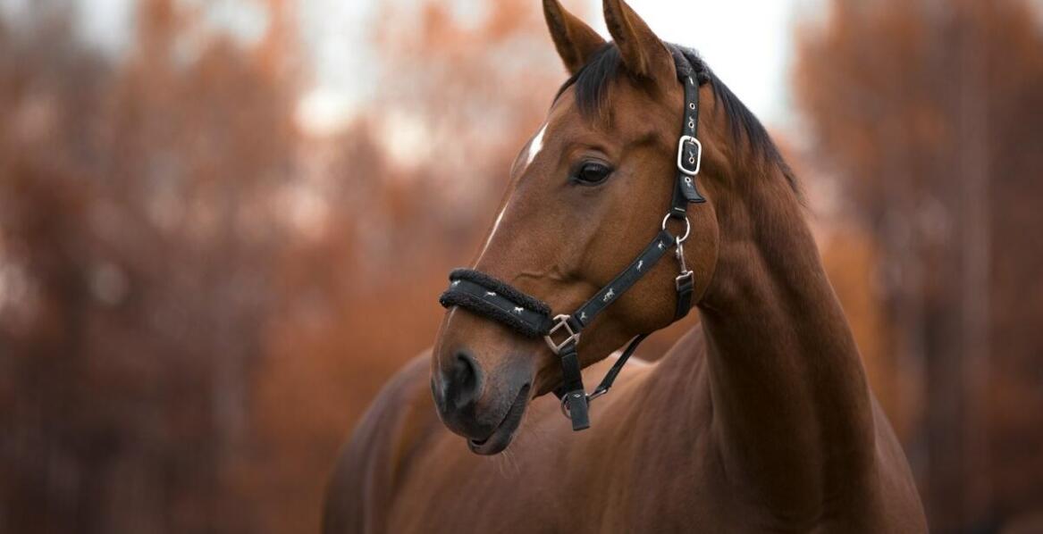 Dlaczego dopasowanie kasku jeździeckiego jest kluczowe dla bezpieczeństwa?
