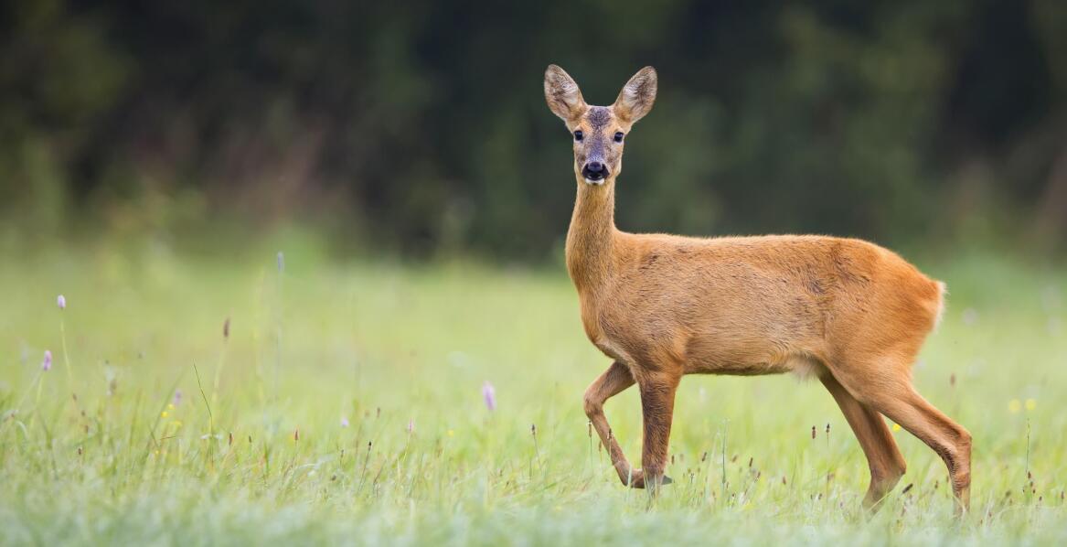 Rehwildjagd in Polen - welche Gebiete sind am besten für die Jagd geeignet?