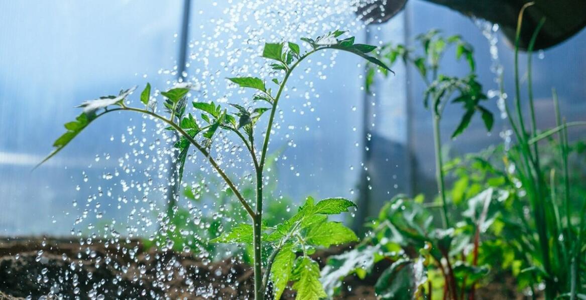 Profesjonalne nasiona warzyw – jak dbać o rośliny, aby uzyskać najlepsze plony?