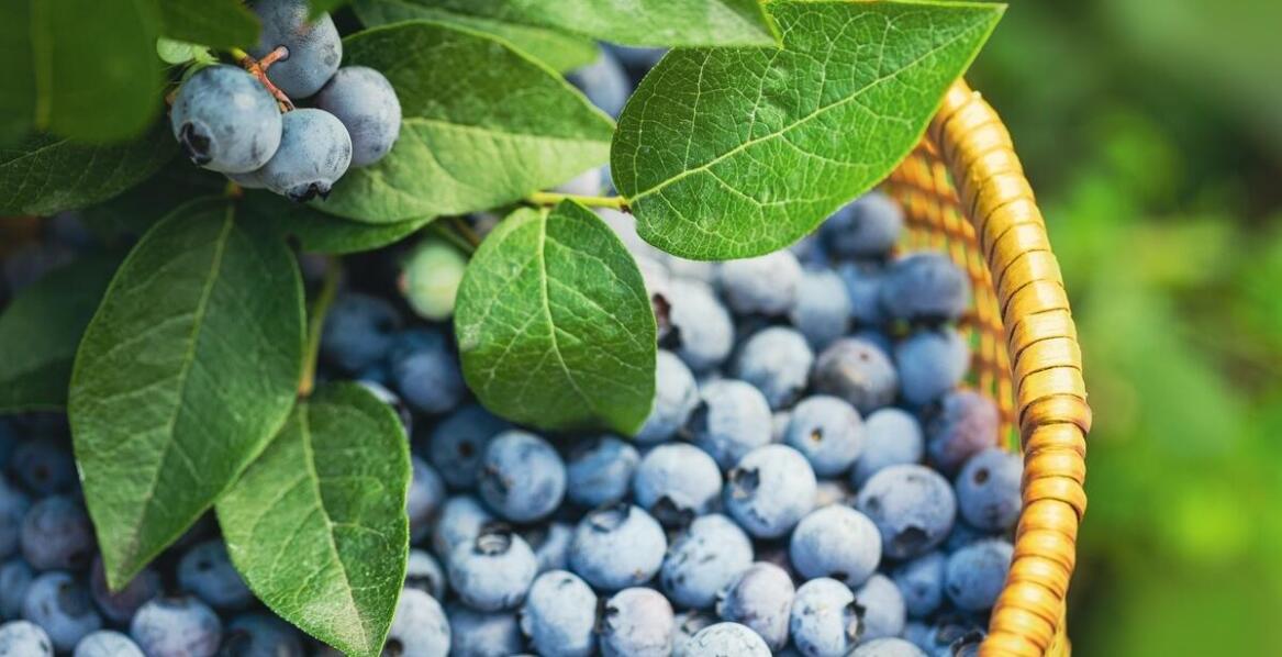 Dlaczego borówki amerykańskie są idealnym wyborem dla plantacji komercyjnych?