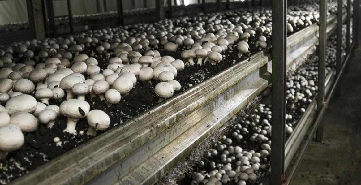 Nowoczesne technologie w centralach klimatyzacyjnych dla pieczarkarni