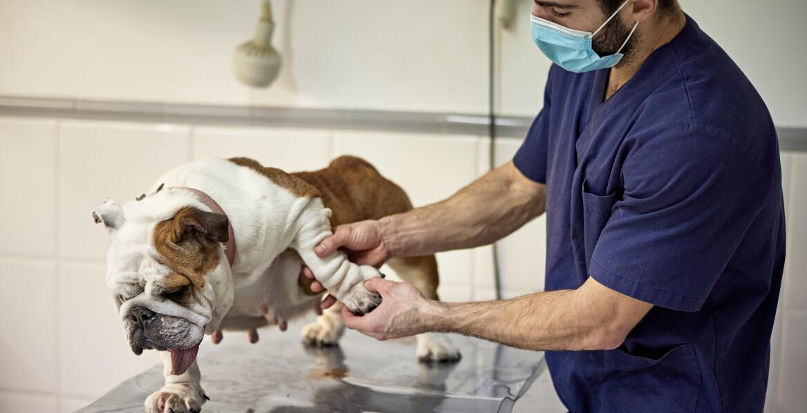 Jakie są najczęstsze problemy zdrowotne wymagające interwencji chirurgicznej u zwierząt?