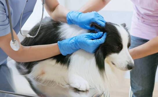 Jak dobry weterynarz w Krakowie diagnozuje choroby endokrynologiczne?