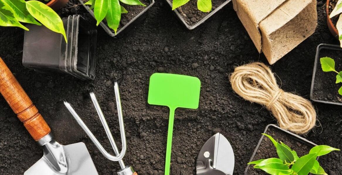 Ochrona roślin przed szkodnikami i chorobami – dlaczego warto zaufać specjalistom?