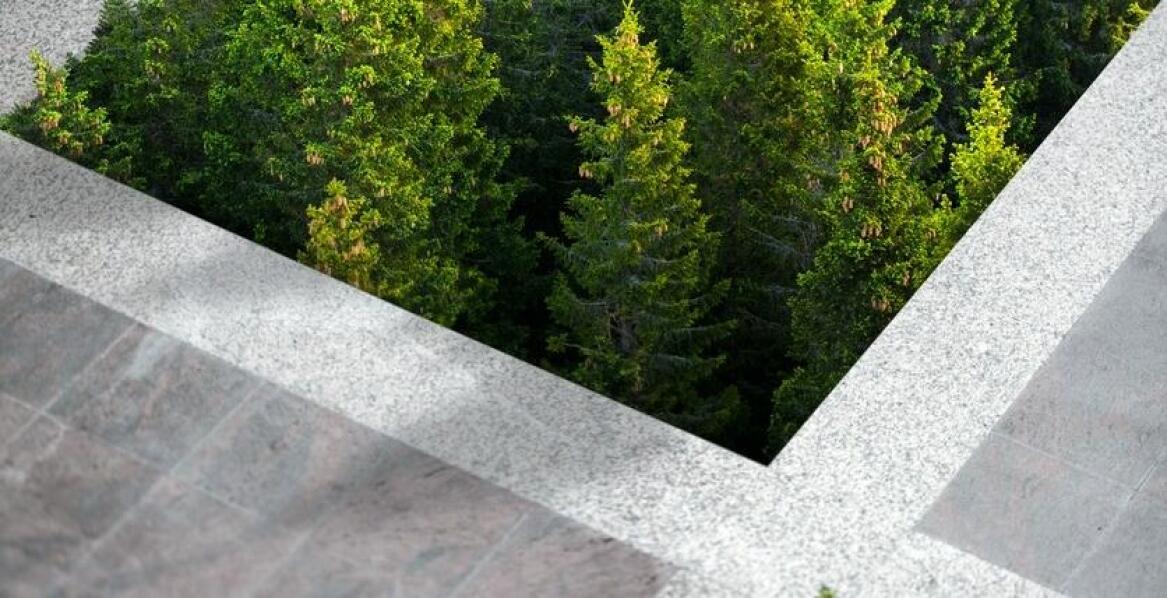 Jak duże drzewa mogą przyczynić się do poprawy jakości powietrza?