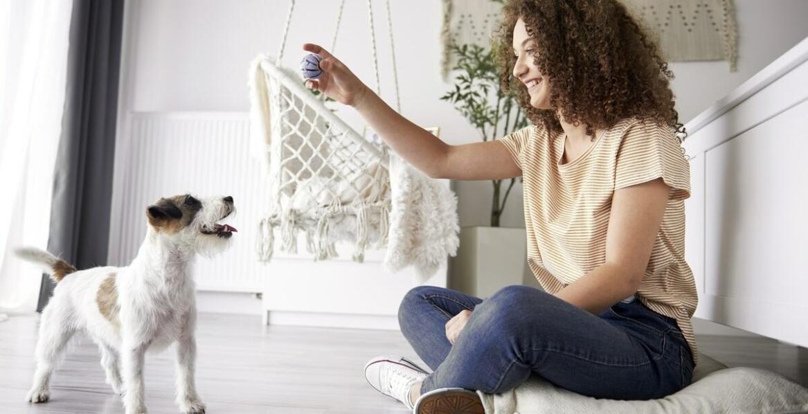 Przegląd nowoczesnych gadżetów do domu dla właścicieli zwierząt