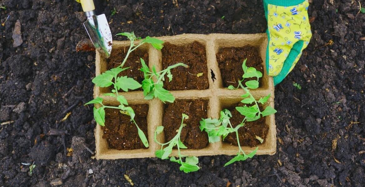 Najlepsze metody pielęgnacji nasion w kontekście "skipping up
