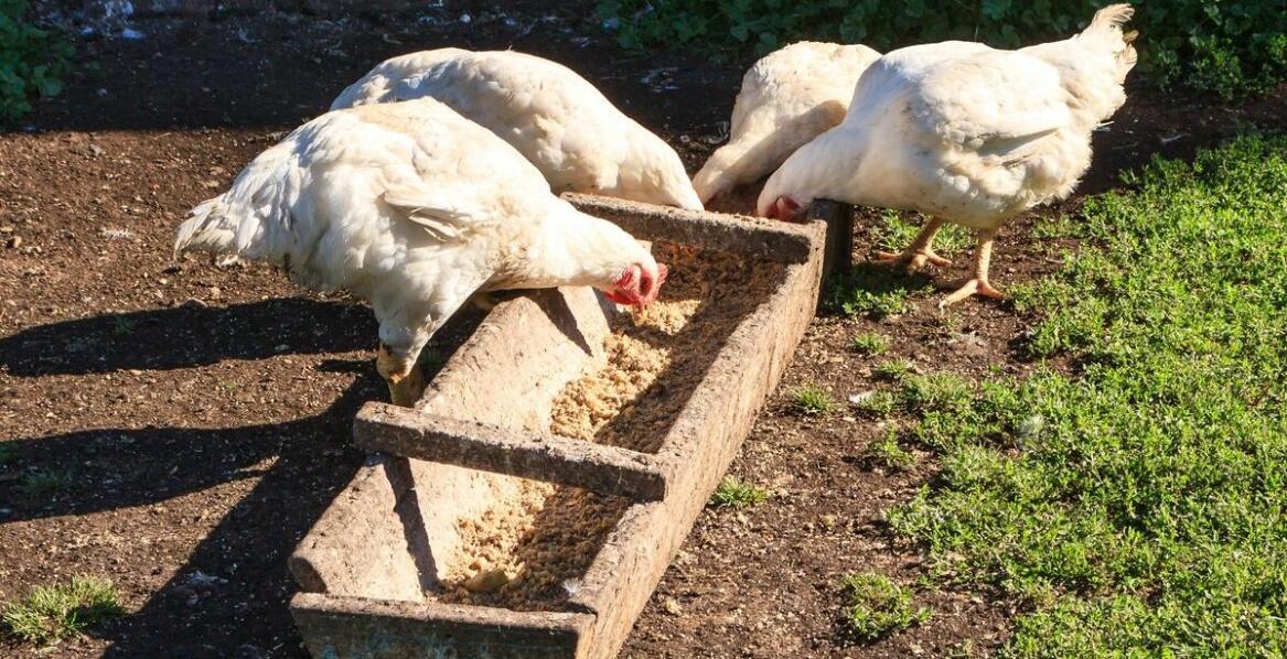 Wpływ Eggersmann Horse Vital Plus 25kg na wydolność fizyczną koni