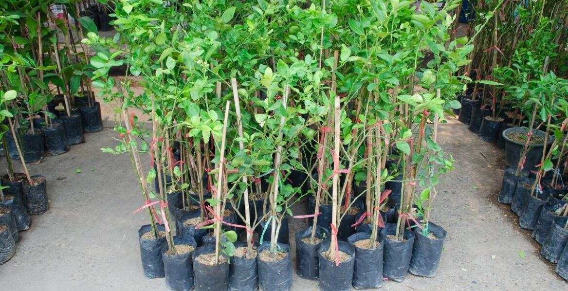 Sadzonki drzew owocowych – jaką ofertę ma szkółka drzew i krzewów mikołów?