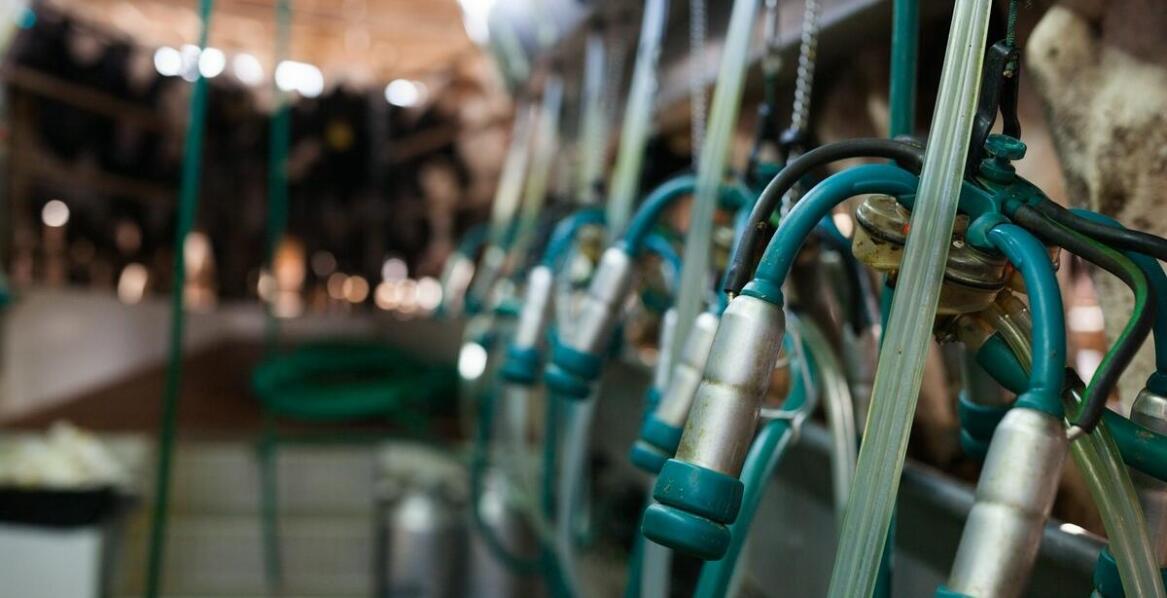 Wóz paszowy – narzędzie do automatyzacji procesu karmienia zwierząt