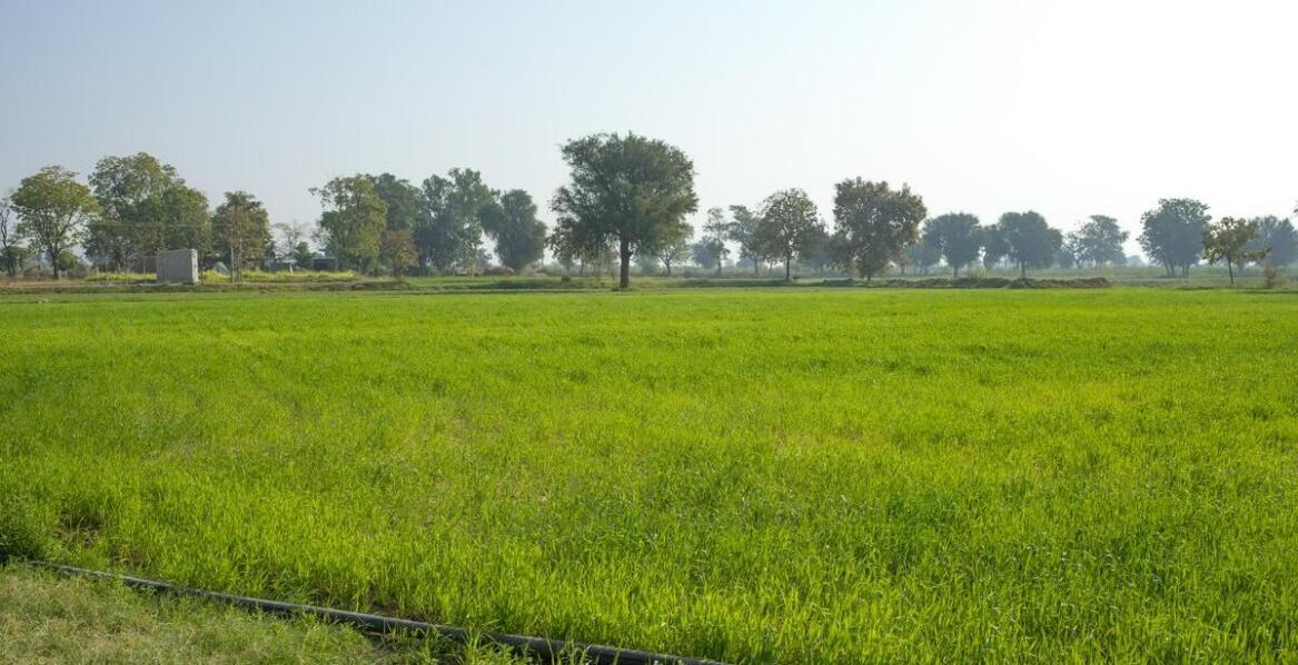 Jakie mieszanki traw są najbardziej efektywne w trudnych warunkach klimatycznych?