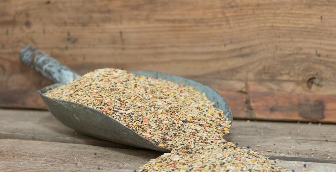 Wpływ jakości pasz na zdrowie drobiu – co warto wiedzieć?