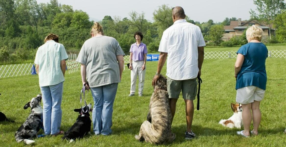 Jakie korzyści płyną z kampanii edukacyjnych na temat odpowiedzialności za psy?