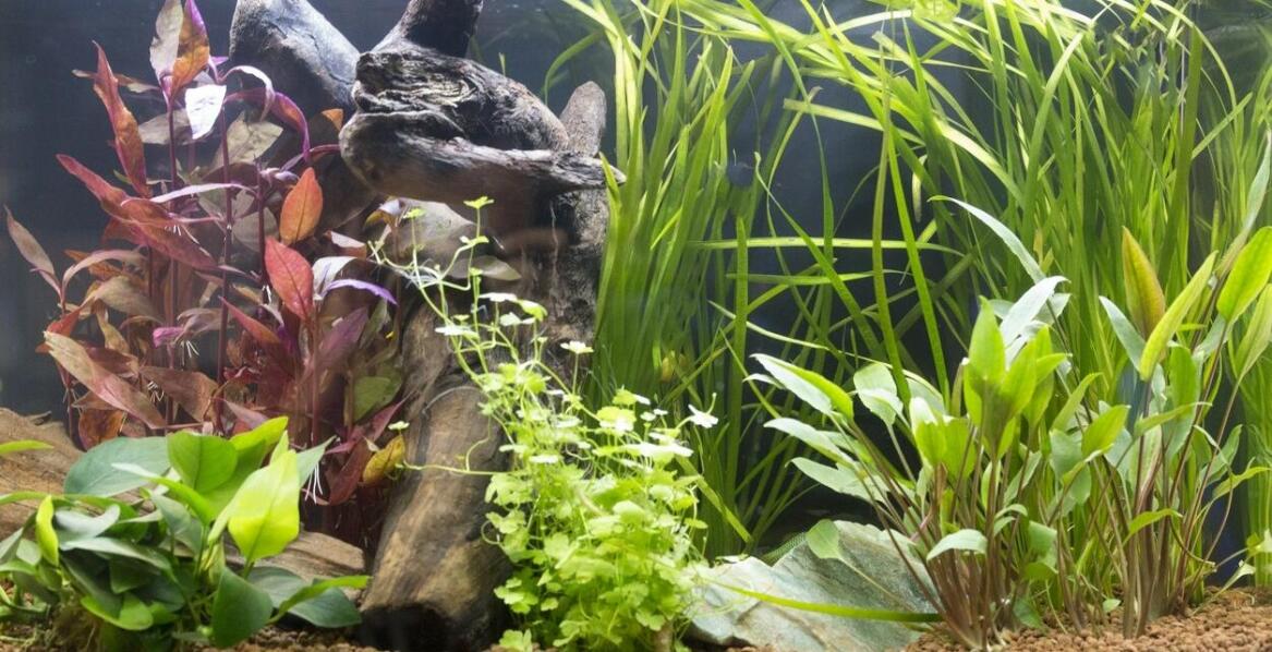 Wpływ zmiennocieplności na rozmnażanie ryb