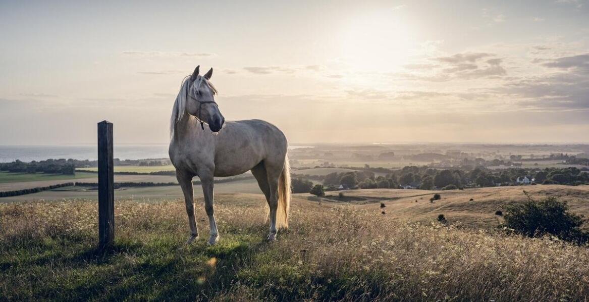 Jak prawidłowo komponować dietę koni, unikając nieodpowiednich pokarmów?