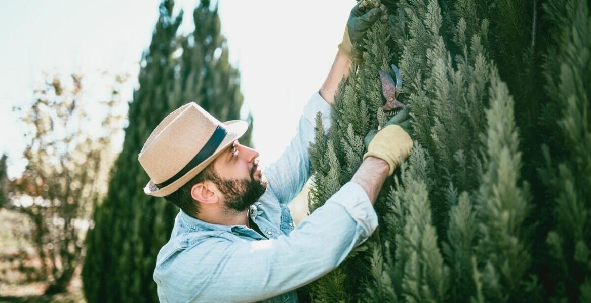 Przycinanie żywopłotów a estetyka ogrodu – jak to wpływa na otoczenie?